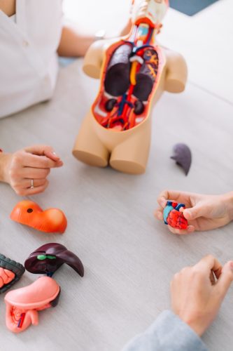 coach toont werking van het centraal zenuwstelsel obat